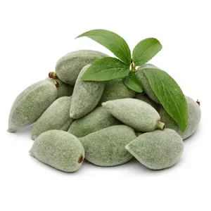 نهال-بادام-شاهرودی-پالیز-نهال