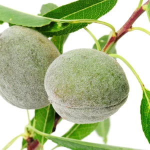 نهال-بادام-پسته_ای