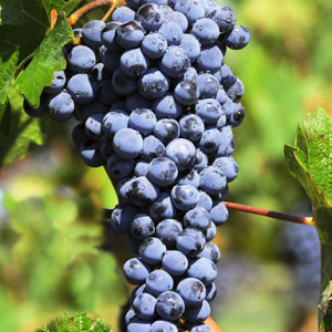 انگور-شرابی-عالی