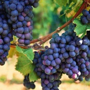 21f460fdc2fcc22385c10416adb2e511