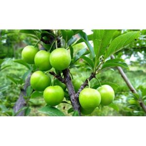 Fruit trees (3)-550x550w