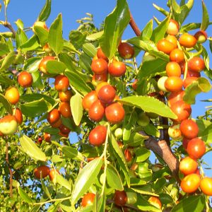 Jujube_tree