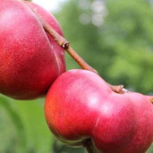 csm_Mesembrine_IMG_0081_aa_abee44309f-800x450-1