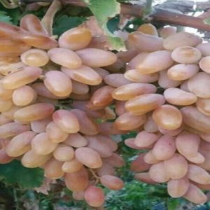 eEVPPGDZzh0shwQlUQwLS61JXLtyMqLynS99Q0M2-compressed