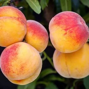 elberta-peach-1-815x450-2jpg