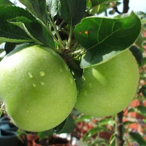 granny-smith-apple-tree-1024x768-1
